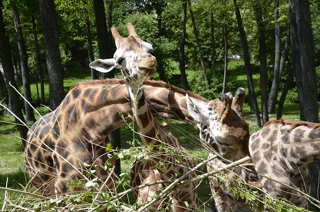 Free Giraffe Zoo photo and picture