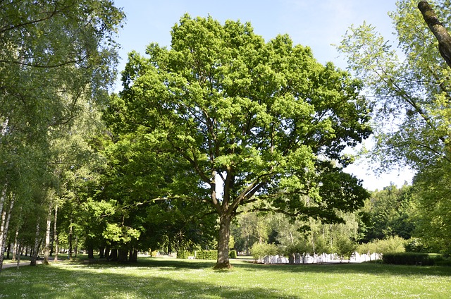 Free Tree Spring photo and picture