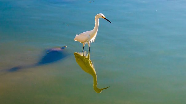 Little Egret, Lake, Refleksjon, Skygge