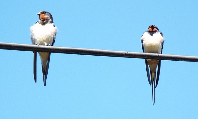 Free Swallows Birds photo and picture