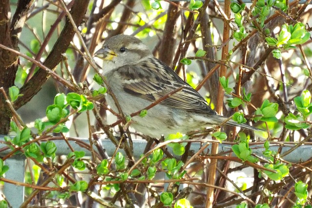 Free House Sparrow Sparrow photo and picture