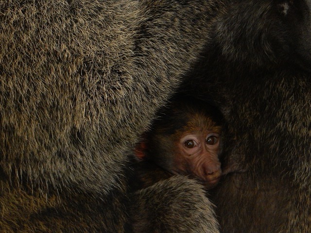Free Africa Monkey photo and picture