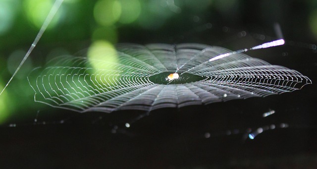 Free Spider Web Forest photo and picture