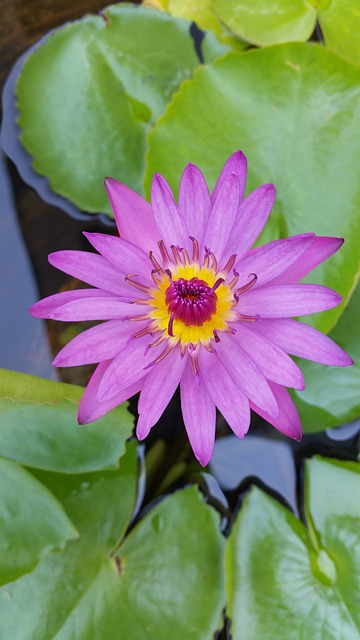 Lotus, ดอกบัว, สวย, ธรรมชาติ, ที่สวยงาม