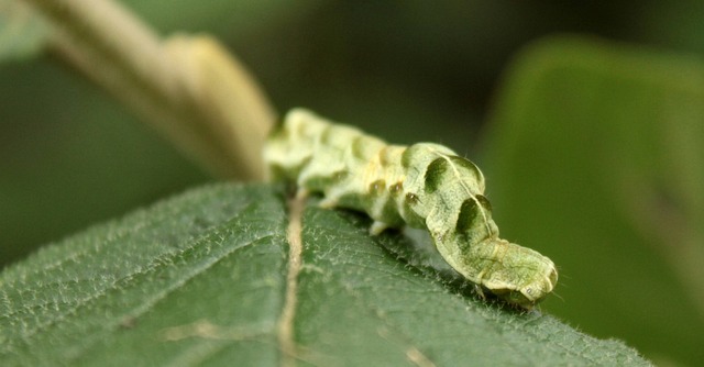 Free Caterpillar Sheets photo and picture