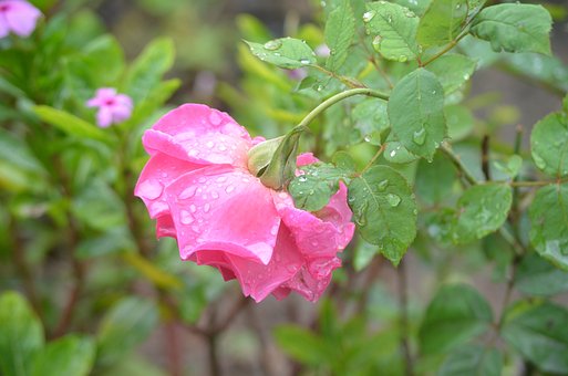 Free Rose Flower Pink photo and picture
