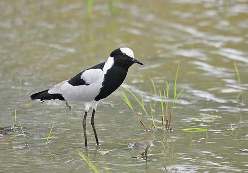 Free Bird Animals photo and picture