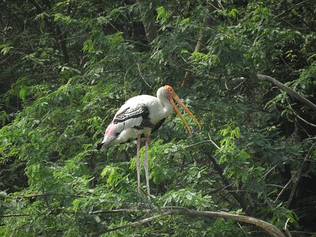 Pássaro, Animais Selvagens, Natureza