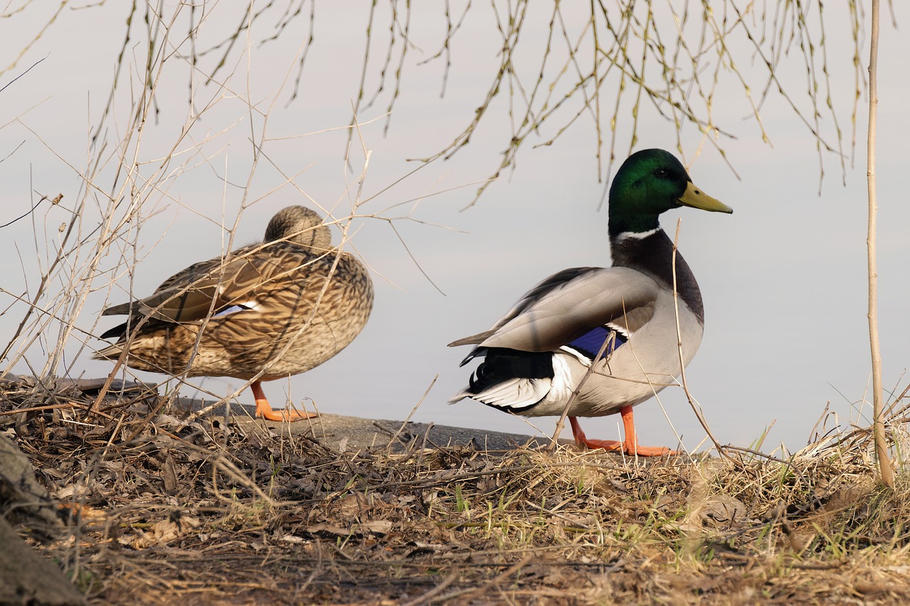 Birds Ducks Male - Free photo on Pixabay - Pixabay