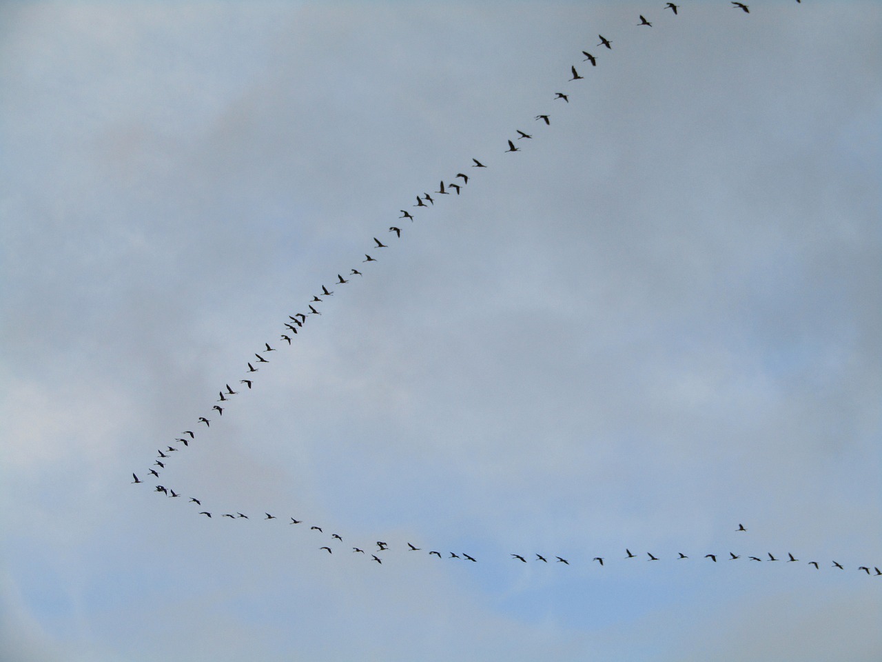 1 000 Kostenlose Zugv gel Und Vogelschwarm Bilder Pixabay