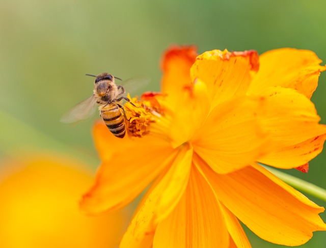 Free Naturaleza Abeja photo and picture