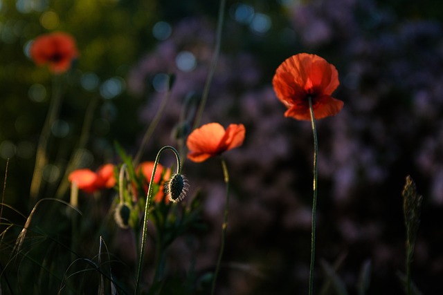 Mohn, Sonnenbeschienen, Down Low, Blume