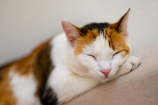 Kat, Katten Sover, Dyr, Kæledyr, Søvn