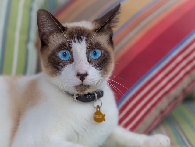 Free Cat Animal photo and picture