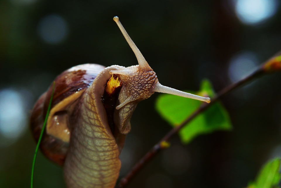Vineyard Molluscum Horns Free photo on Pixabay Pixabay