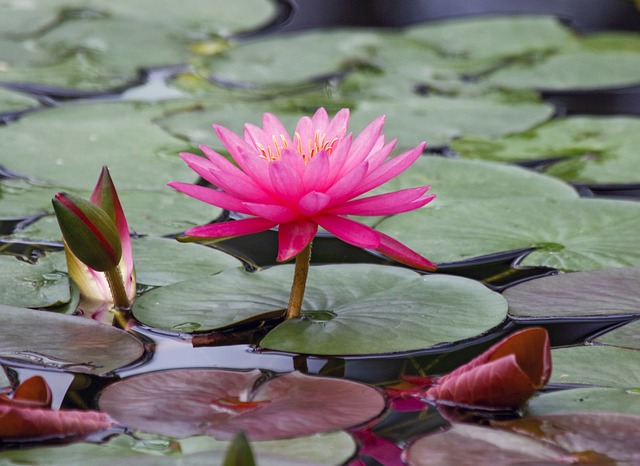 Free Pink Water Lily Flower Background photo and picture