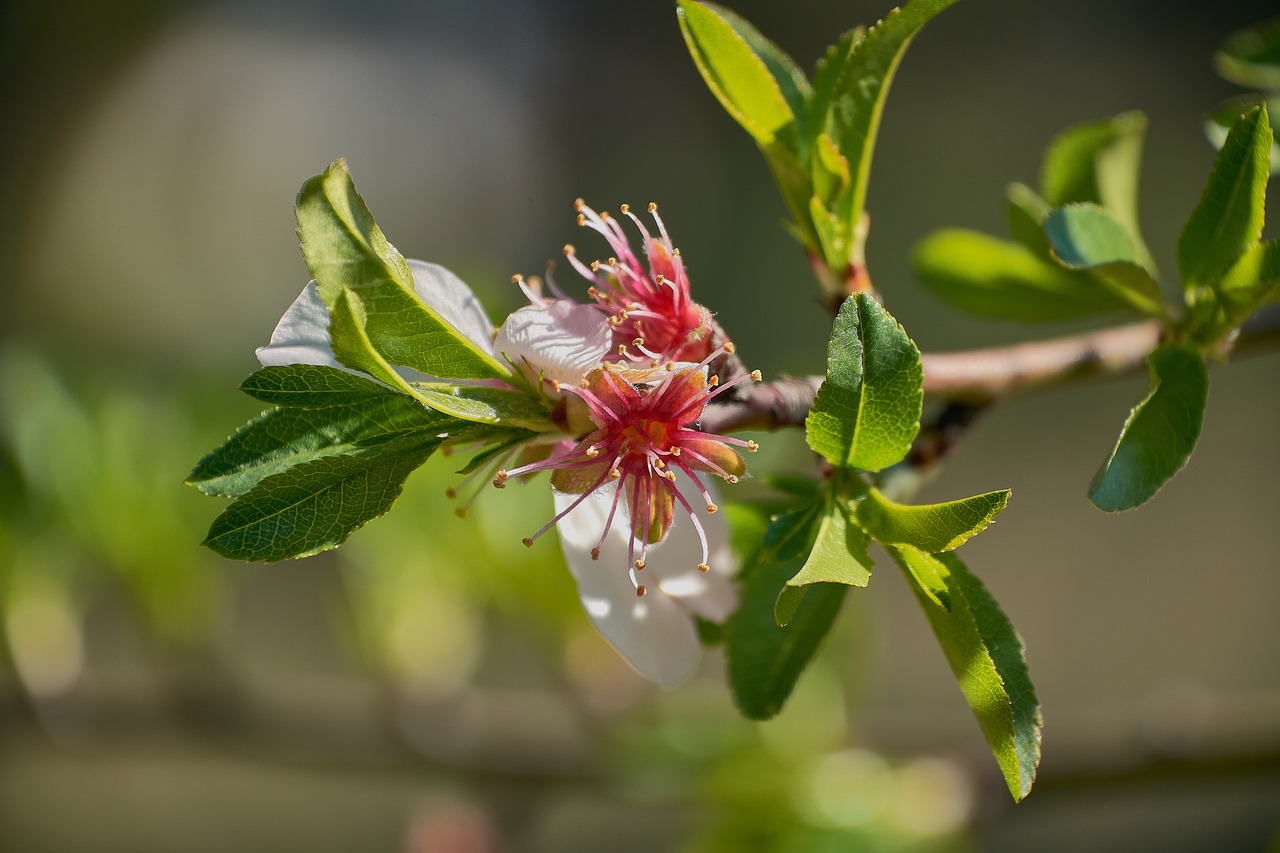 开花 春天 树 - Pixabay上的免费照片 - Pixabay