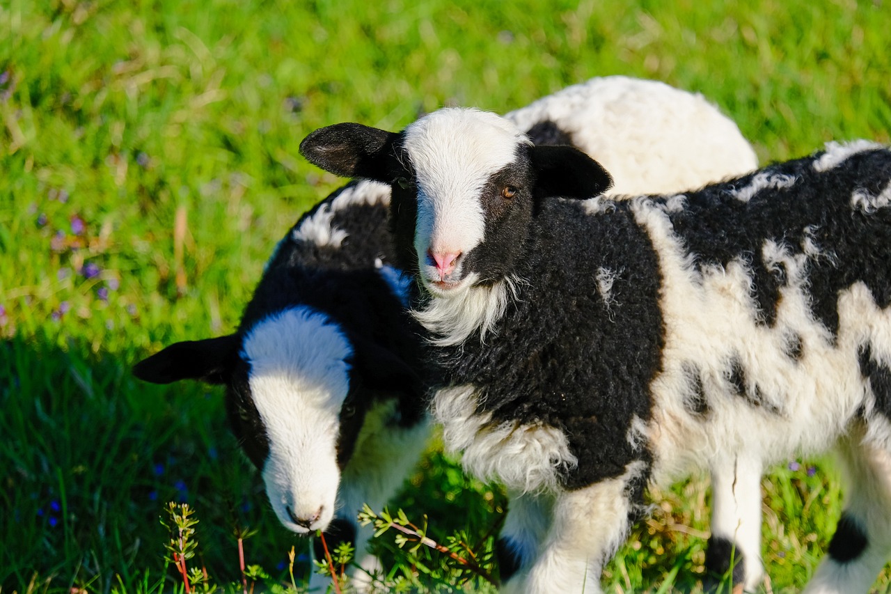 100,000+ Free White Lamb & Lamb Images Pixabay