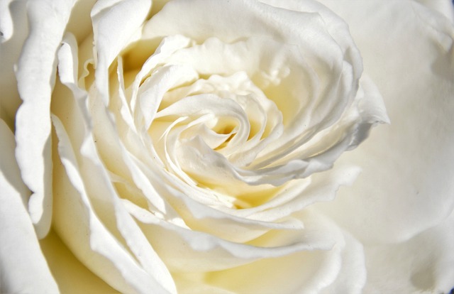 Free Pink White photo and picture