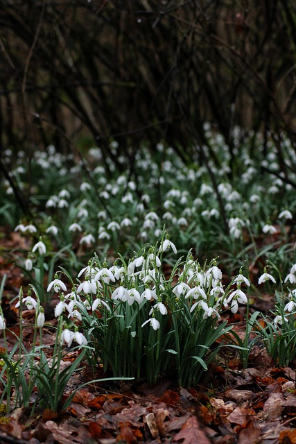Schneeglocken, Blumen, Natur, Wald