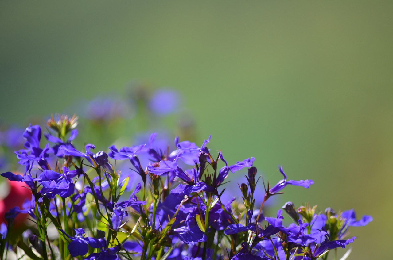 Perouges France Wallpaper Flowers Page 14 - 400,000+ Free Iris Flowers & Nature Images - Pixabay