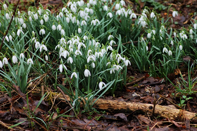 Schneeglöcken, Blumen, Natur, Wald