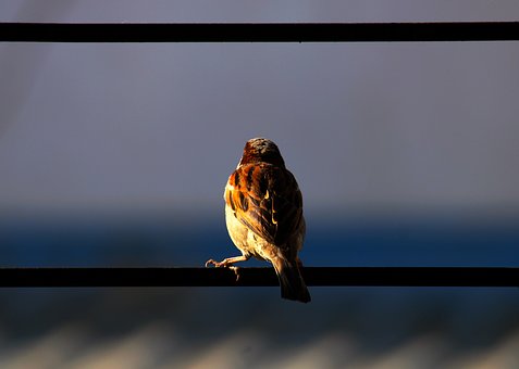 Free Sparrow Bird photo and picture