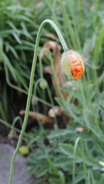 Free Papaver Atlanticum Flore Pleno photo and picture