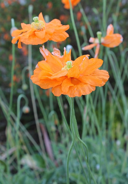 Free Papaver Atlanticum Flore Pleno photo and picture