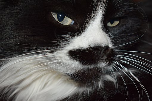 Katze, Augen, Sicht, Tiere, Pelz