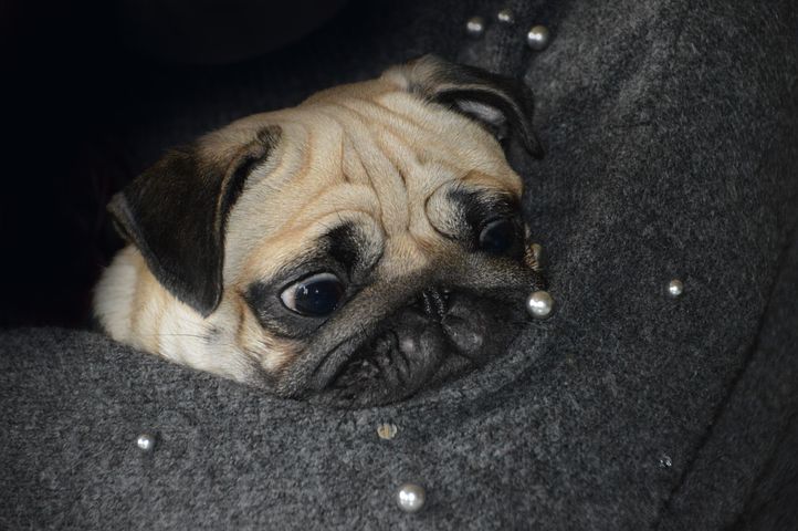6 Free Carlin Cute Photos