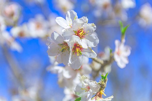 Blomst, Almond, Blomst Baggrund