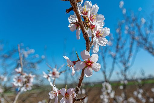Blomstring, Almond, Træ, Natur, Afdeling