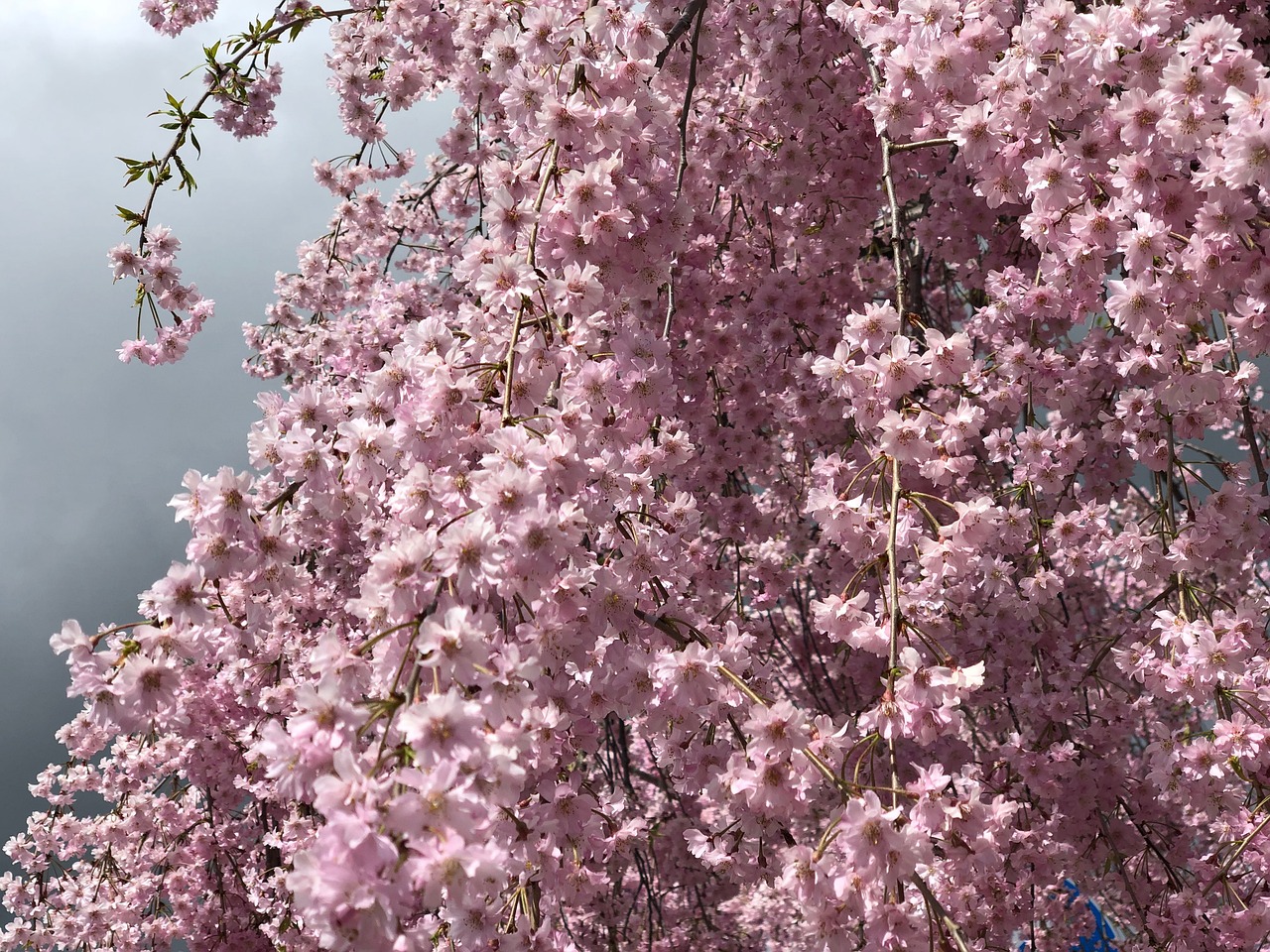 桜 美しい 花 - Pixabayの無料写真