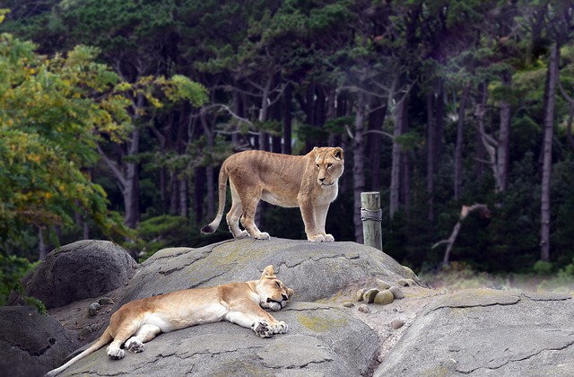 Free Lion Zoo photo and picture