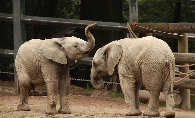 Free Animals Elephant photo and picture