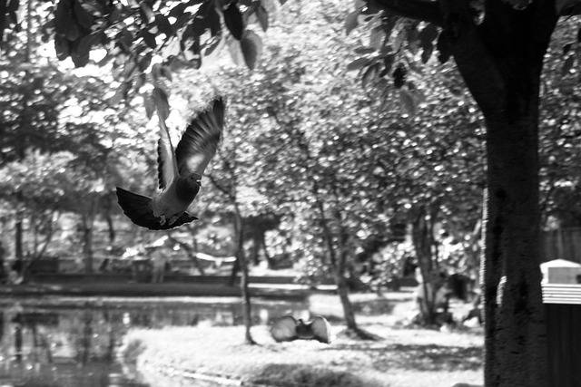 Free Dove Flying photo and picture