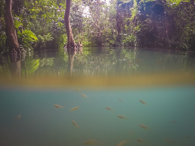 Free Fishes Underwater World photo and picture