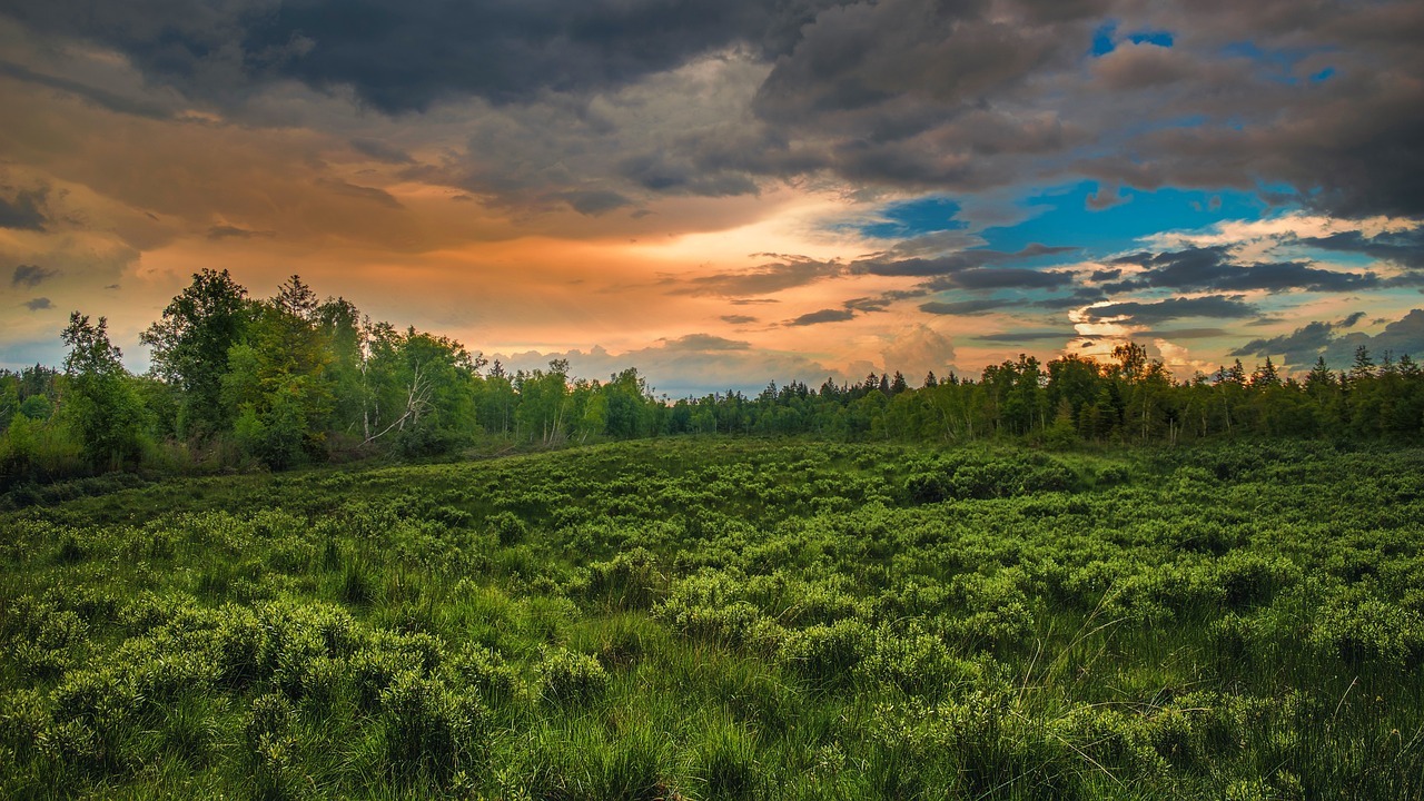200+ kostenlose Waldlandschaft und Wald-Bilder - Pixabay