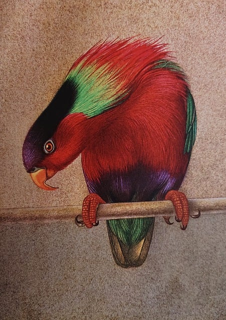 Free budgie hermit birds illustration