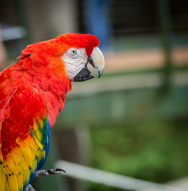Free Parrot Red photo and picture