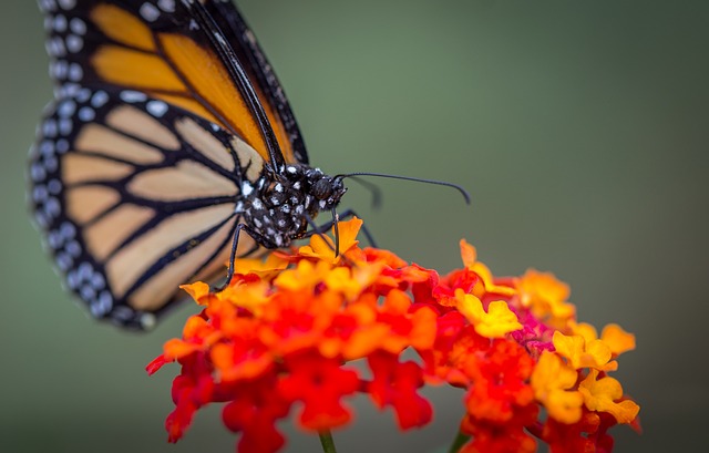 Free Butterfly Flower Wallpaper photo and picture