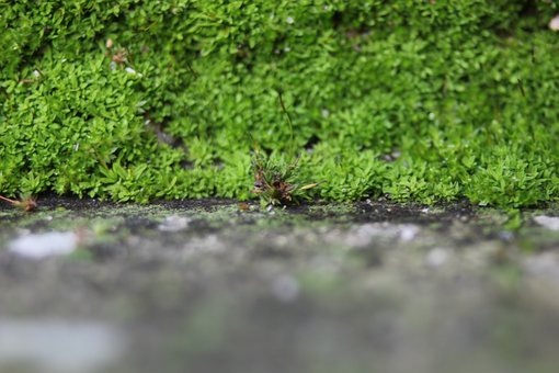 Free Macro Vegetal photo and picture