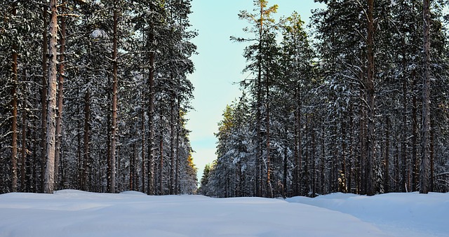 Free Forest Winter photo and picture
