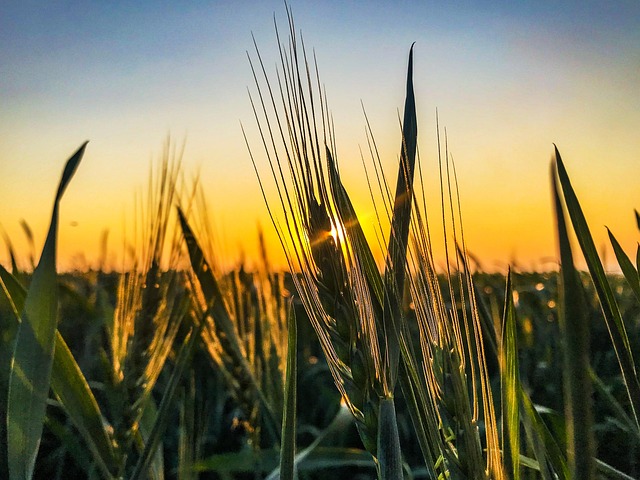 Free Wheat Farming photo and picture