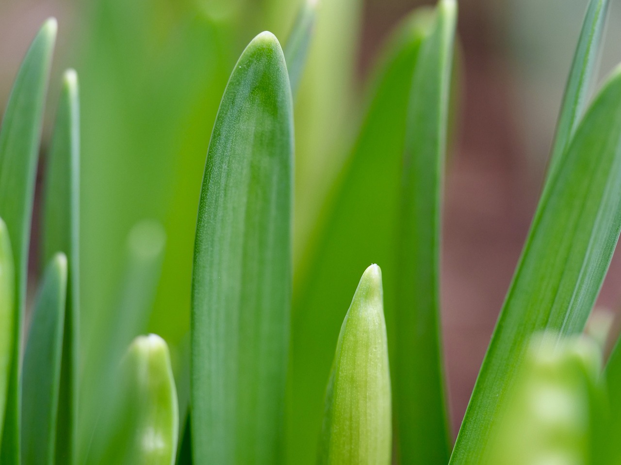 Easter Bells Spring Early Bloomer - Free photo on Pixabay