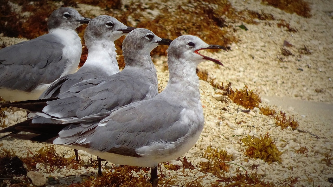 m-we-tiere-strand-meer-kostenloses-foto-auf-pixabay-pixabay
