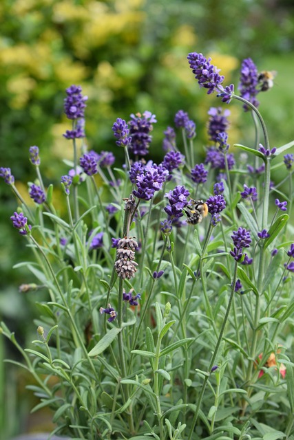 Lavendel, Sommer, Natur, Blomst Baggrund