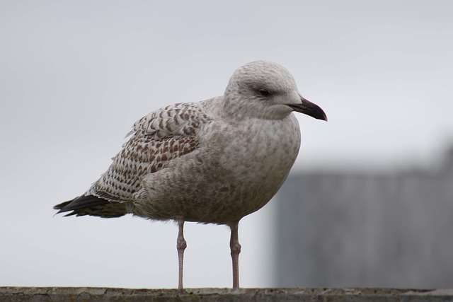 Free Seagull Nature photo and picture