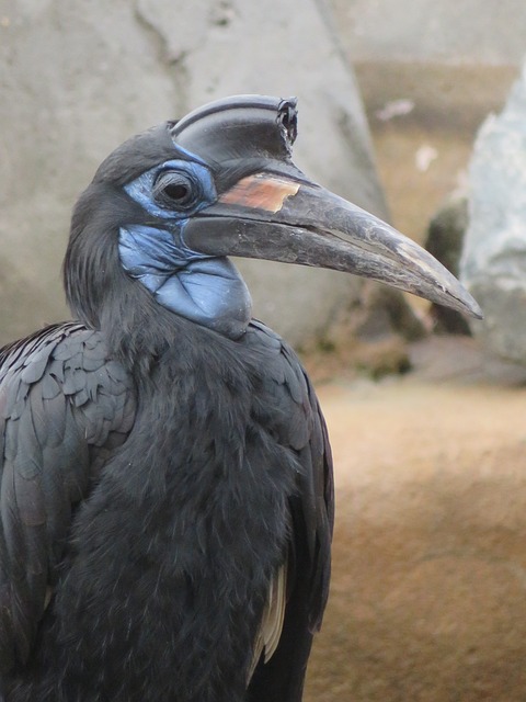 새, Hornbill, 청구서, 자연, 아프리카, 동물, 동물원